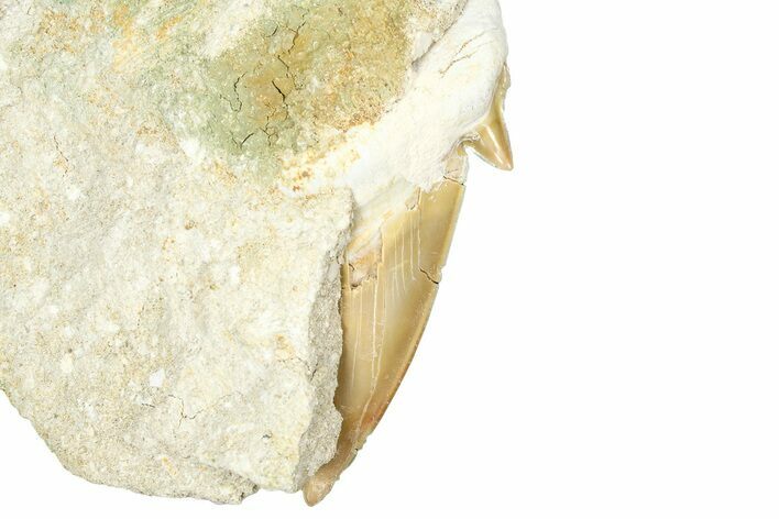 Otodus Shark Tooth Fossil in Rock - Morocco #376152